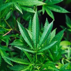Cannabis