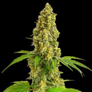 Cannabis products/weed